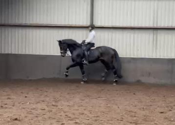 5 jarige zeer ruig bewegende dressuur ruin Escolar KWPN beschikbaar voor biedingen