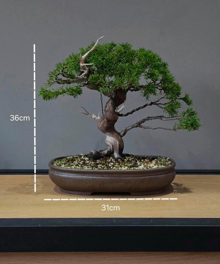 Klasse itoigawa Juniperus bonsai ca. 24j oud, Tuin en Terras, Planten | Bomen, Minder dan 100 cm, Volle zon, Bloeit niet, In pot