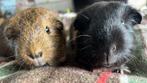 Cavia- 2 jongens, Mannelijk, Tam, Maart, Cavia