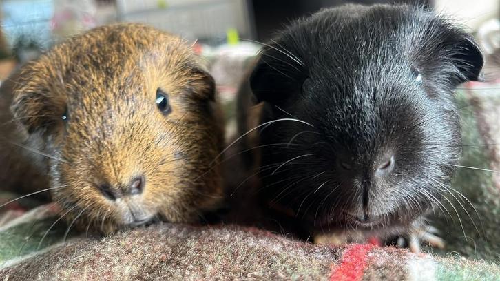 Cavia- 2 jongens, Dieren en Toebehoren, Knaagdieren, Mannelijk, Cavia, Maart, Tam
