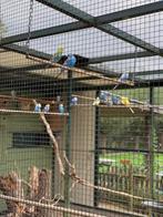 Grasparkietjes te koop, Dieren en Toebehoren, Meerdere dieren, Parkiet