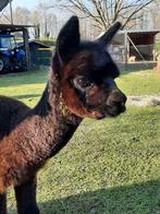 2 deugnietjes ! Alpaca's, Dieren en Toebehoren, December, Vrouwelijk