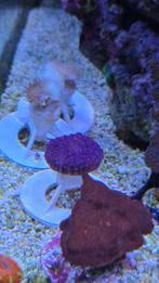 Koraal - Paars/blauw oortje, Dieren en Toebehoren, Vissen | Aquariumvissen, Overige typen, Zoutwatervis