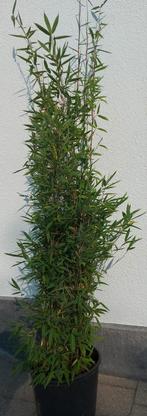 Niet woekerende bamboe  , fargesia nitida winterjoy, Tuin en Terras, Ophalen, Bamboe, Haag