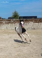Irish Cob-merrieveulen, Dieren en Toebehoren