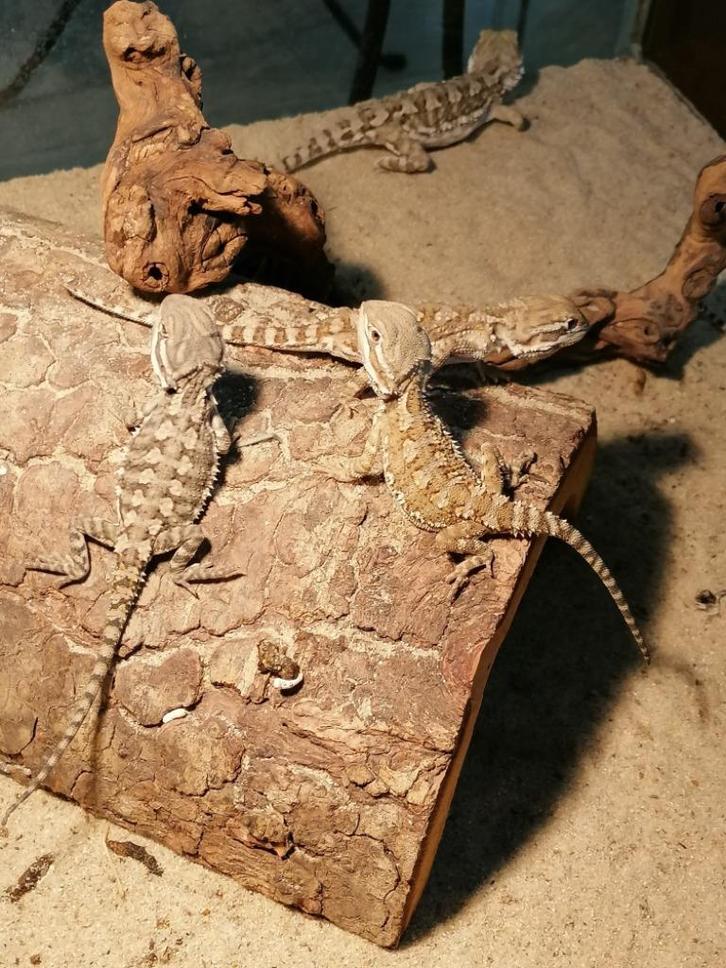 baby dwergbaardagamen, Dieren en Toebehoren, Reptielen en Amfibieën, Hagedis, 0 tot 2 jaar