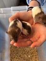 3 vrouwen rittens ratten ratjes beschikbaar kleur Japanners, Vrouwelijk, Rat, Tam