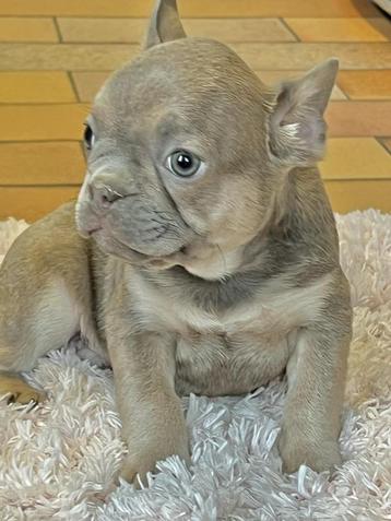 franse bulldog pups,reutje beschikbaar voor biedingen