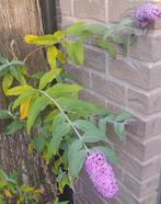 Vlinderstruik met zachtroze kleurige bloemen, vanaf 5 euro, Tuin en Terras, Planten | Struiken en Hagen, Ophalen of Verzenden