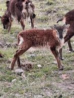 Soay ram lammetje, Dieren en Toebehoren, Schapen, Geiten en Varkens