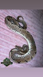 Ball Python, Dieren en Toebehoren, Slang, Tam