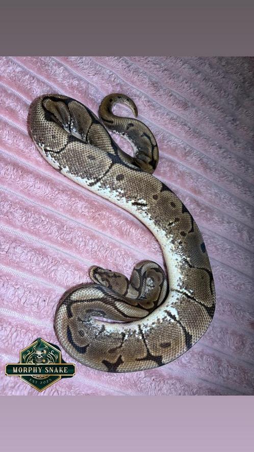 Ball Python, Dieren en Toebehoren, Reptielen en Amfibieën, Slang, Tam