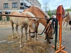 Haflinger veulen hengstje, Dieren en Toebehoren, Paarden, Minder dan 160 cm, Gechipt, 0 tot 2 jaar, Hengst