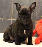 Franse Bulldog pup, Parvo, België, 8 tot 15 weken, Teef