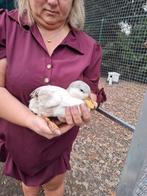 kwakers tam, Dieren en Toebehoren, Pluimvee