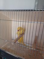 Lutino halsband pop, Dieren en Toebehoren