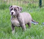 Amerikaanse Stafford pups, Dieren en Toebehoren, Honden | Jack Russells en Terriërs, België, CDV (hondenziekte), 8 tot 15 weken