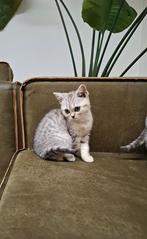 Britse korthaar  silver tabby " 2 poesjes  ", Dieren en Toebehoren, Poes, Gechipt, 0 tot 2 jaar