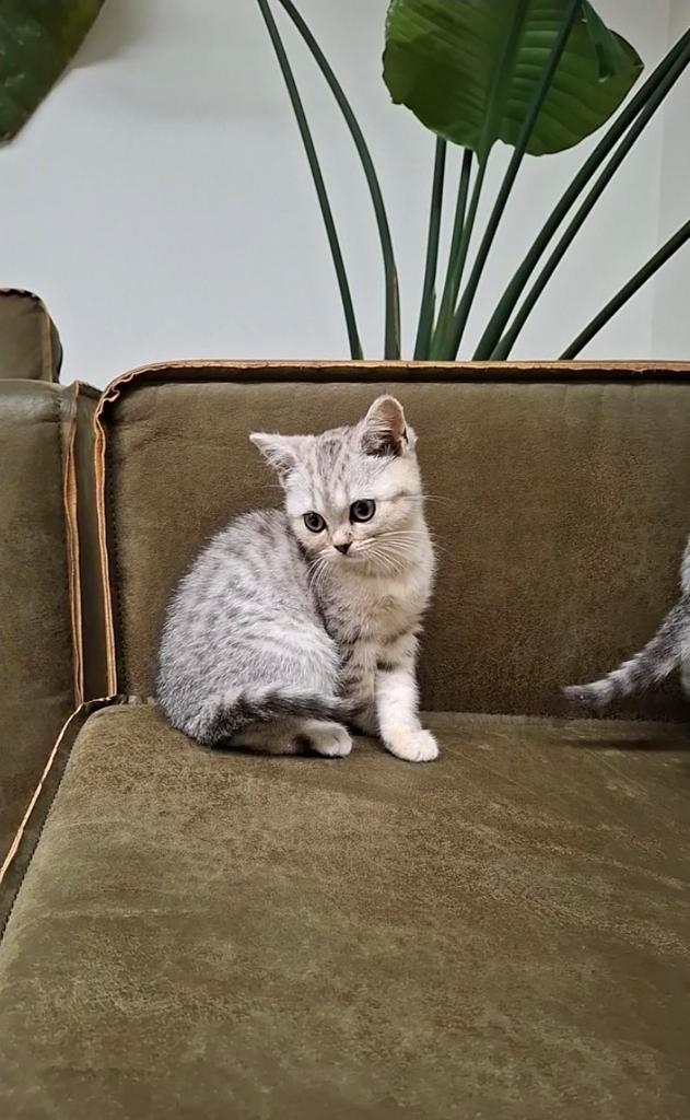 Britse korthaar  silver tabby " 2 poesjes  ", Dieren en Toebehoren, Katten en Kittens | Raskatten | Korthaar, Poes, 0 tot 2 jaar