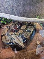 Boa BCC Péruvien Iquitos