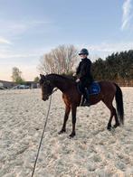 Arabische volbloed te koop, Dieren en Toebehoren, Ophalen