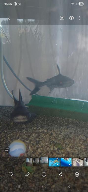 Pangasius   beschikbaar voor biedingen