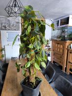 Philodendron Brazilië, Ophalen
