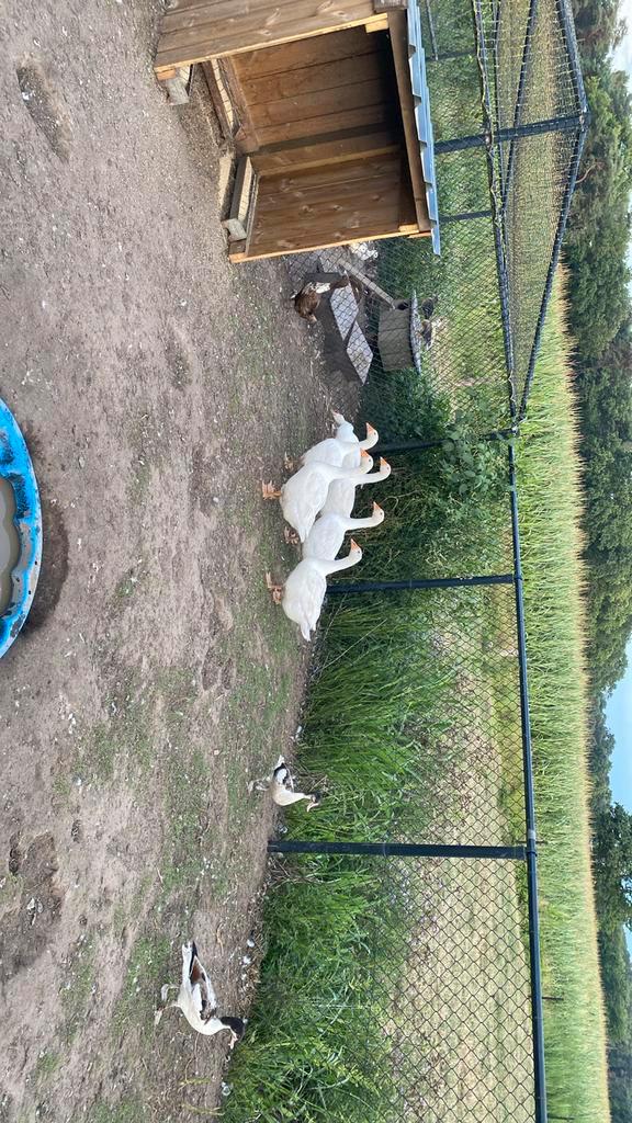 Ganzen, Animaux & Accessoires, Volatiles