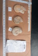 fossielen ammonieten (NR1 -NR3), Ophalen of Verzenden
