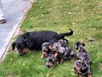 Merle Teckel puppy's, Dieren en Toebehoren, Honden | Teckels en Dashonden, België, Reu, CDV (hondenziekte), 8 tot 15 weken