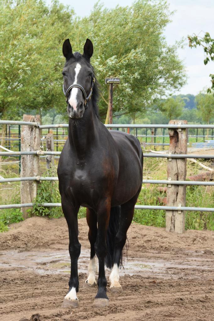 Mooie zwarte fokmerrie vader Rohdiamant, Dieren en Toebehoren, Paarden en Pony's | Dekhengsten en Fokmerries, Merrie