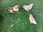 Duitse Faverolleskriel, Meerdere dieren, Kip