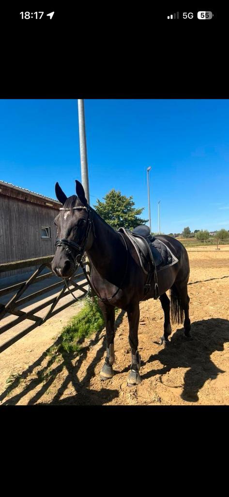 Super gave merrie te koop, Dieren en Toebehoren, Paarden, Merrie, M, 165 tot 170 cm, 3 tot 6 jaar, Dressuurpaard, Met stamboom