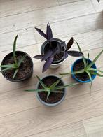 Aloe Vera / Tradescantia Pallida, Ophalen of Verzenden