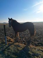 2 jarige freiberger, Dieren en Toebehoren, Paarden