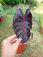 Verschillende Alocasia/Anthurium/Colocasia/.. te koop, Huis en Inrichting, Kamerplanten, Ophalen of Verzenden
