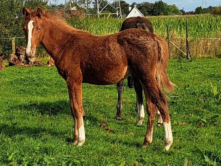 Jaarling merrie Ultra Star, Dieren en Toebehoren, Pony's, Hengst