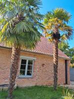 Palmboom, Tuin en Terras, Planten | Tuinplanten, Ophalen