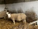 Mooie texel ooien te koop., Animaux & Accessoires, Mouton, Femelle, 0 à 2 ans