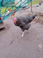 Jongen mechels koekoek haan, Dieren en Toebehoren, Pluimvee