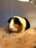 GRATIS 2 cavia's af te halen, Dieren en Toebehoren, Cavia, April, Vrouwelijk, Tam