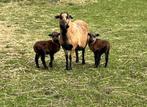 Kameroen schapen ooien + lammetjes ooien en rammetjes, Dieren en Toebehoren, Schapen, Geiten en Varkens, Schaap, 0 tot 2 jaar