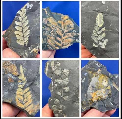 10 uitzonderlijke en indrukwekkende fossielen, Verzamelen, Mineralen en Fossielen, Fossiel, Ophalen of Verzenden