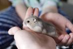 Jonge Kleine Russische Dwerg Hamsters, Meerdere dieren, Hamster