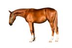 Zangersheide hengst Diamant de semily X Comme il faut, Dieren en Toebehoren, Paarden, Springpaard, Gechipt, 0 tot 2 jaar, Hengst