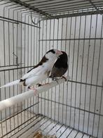 Japanse meeuwtjes, Dieren en Toebehoren, Mannelijk