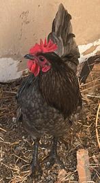 Gratis Haan, Dieren en Toebehoren, Pluimvee, Mannelijk, Kip