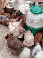 laatste sier/krielkippen voor dit jaar met actie 4+1 gratis, Dieren en Toebehoren, Pluimvee, Vrouwelijk, Kip