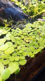 Salvinia Minima, plante flottante pour aquarium, Animaux & Accessoires, Poissons | Aquariums & Accessoires, Plante(s), Pierre ou Bois