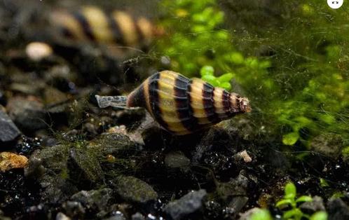 Helena slakken, Dieren en Toebehoren, Vissen | Aquariumvissen, Zoetwatervis, Slak of Weekdier